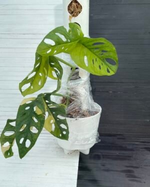 Large Variegated Monstera Aurea Adansonii