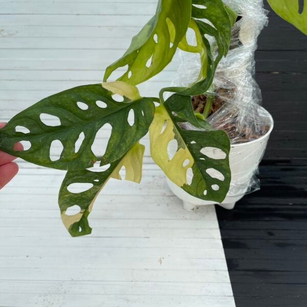 Large Variegated Monstera Aurea Adansonii - Image 4