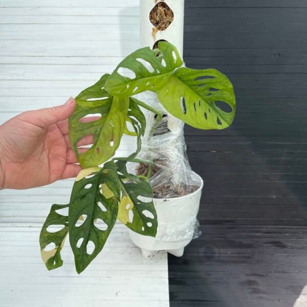 Large Variegated Monstera Aurea Adansonii - Image 2