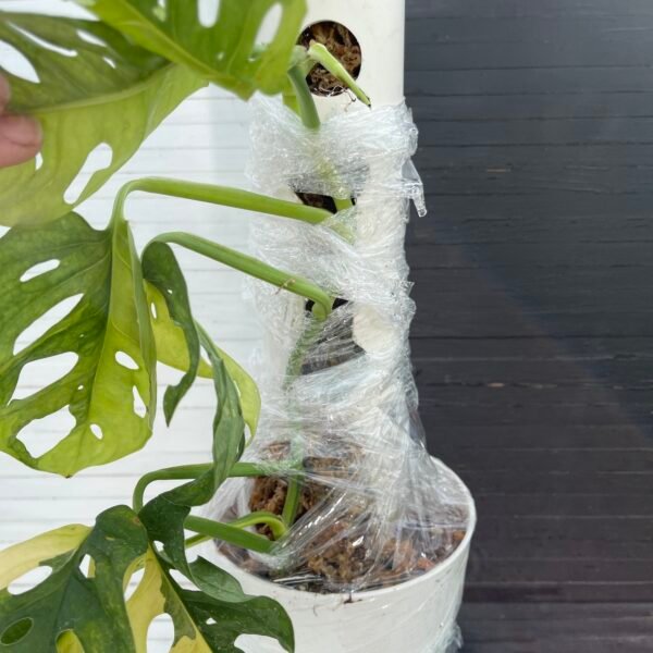 Large Variegated Monstera Aurea Adansonii - Image 5