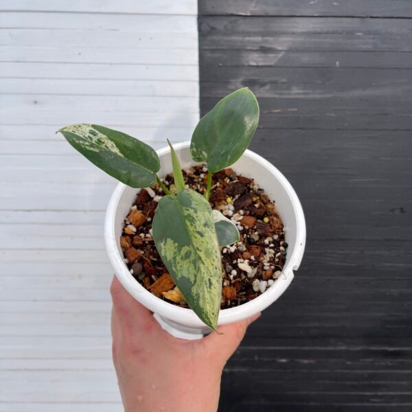 Variegated Philodendron Ilsemanii - Image 3