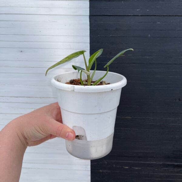 Variegated Philodendron Ilsemanii - Image 4
