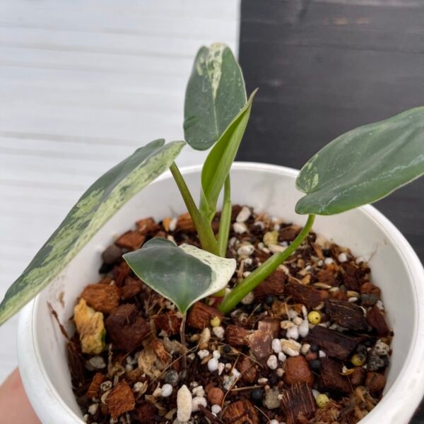 Variegated Philodendron Ilsemanii - Image 5