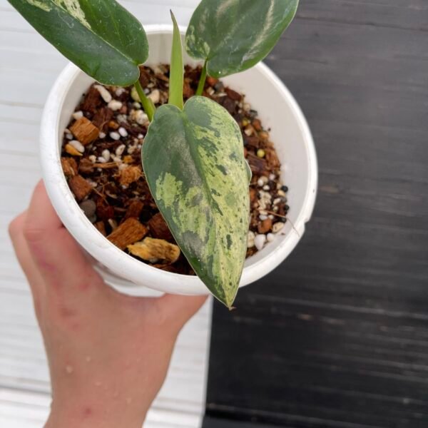 Variegated Philodendron Ilsemanii - Image 2