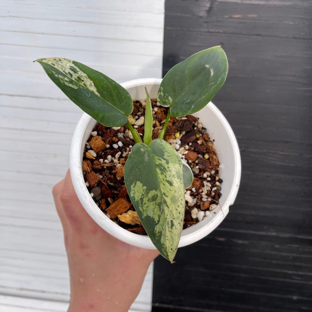 Variegated Philodendron Ilsemanii