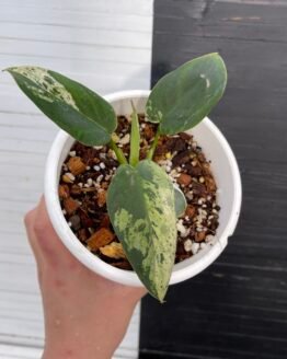Variegated Philodendron Ilsemanii