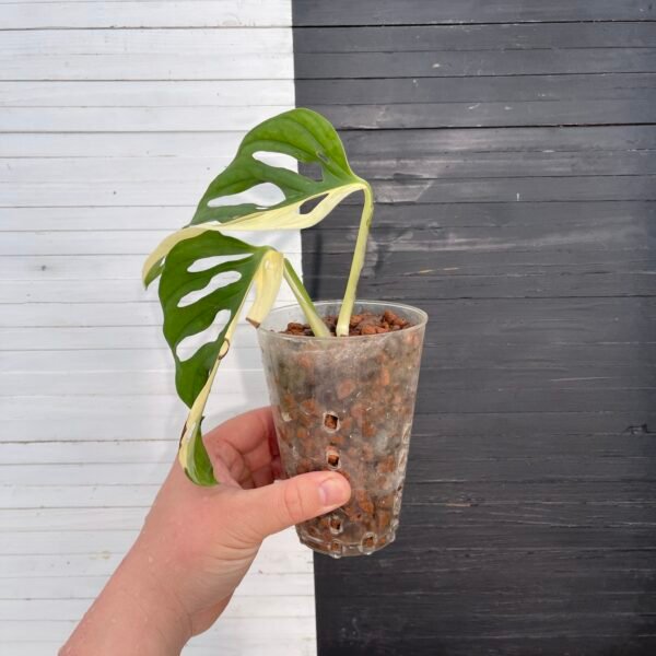 Variegated Monstera Albo Adansonii - Image 3
