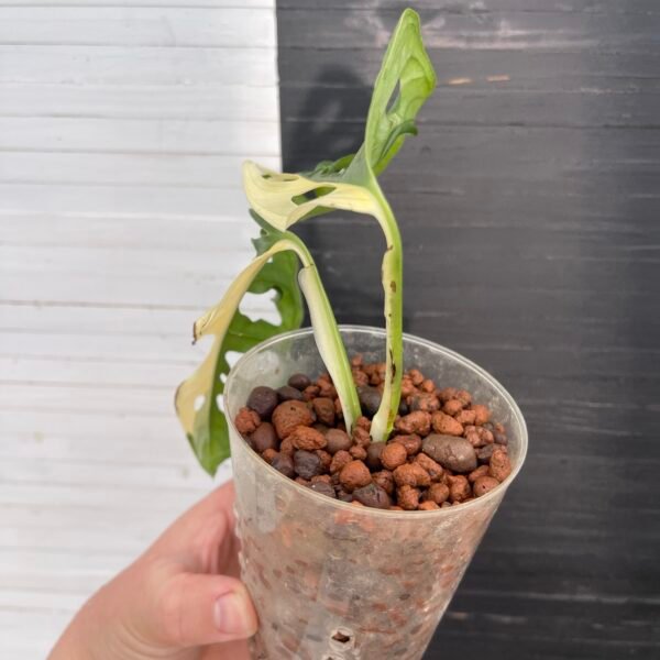 Variegated Monstera Albo Adansonii - Image 4