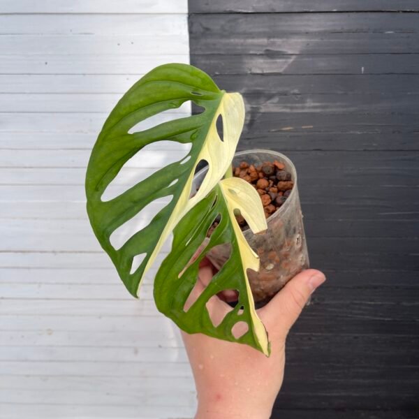 Variegated Monstera Albo Adansonii - Image 5