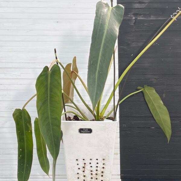 Large Philodendron Spiritus Sancti - 55107 - Image 2