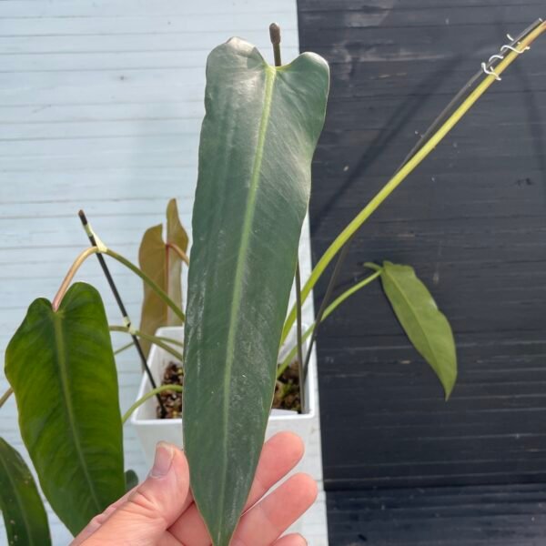 Large Philodendron Spiritus Sancti - 55107 - Image 3