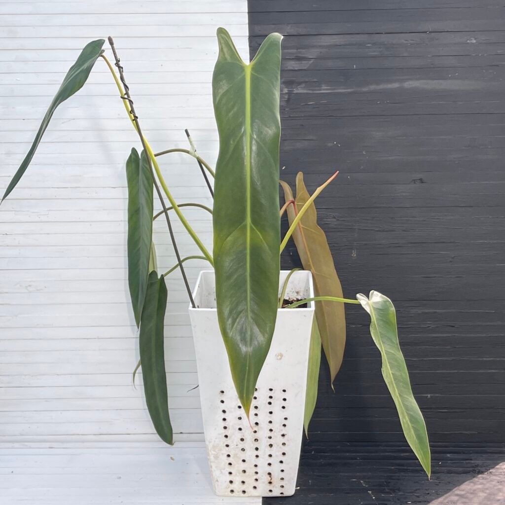 Large Philodendron Spiritus Sancti - 55107