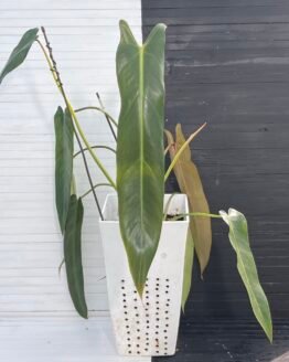 Large Philodendron Spiritus Sancti - 55107