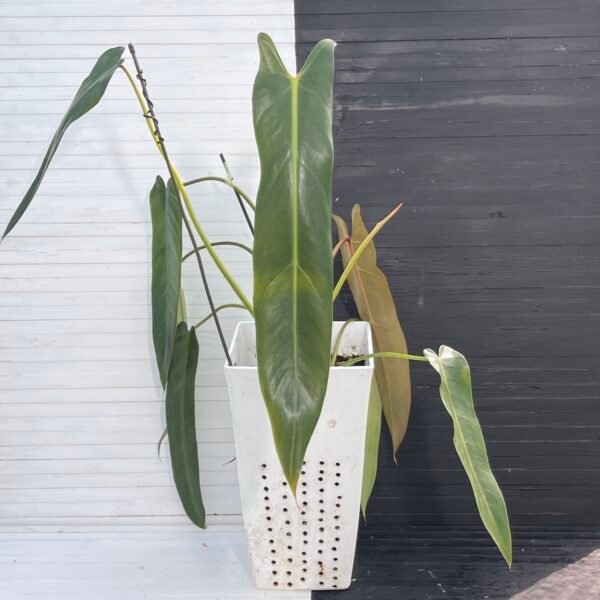 Large Philodendron Spiritus Sancti - 55107