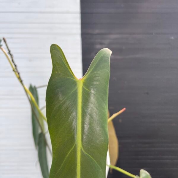 Large Philodendron Spiritus Sancti - 55107 - Image 9