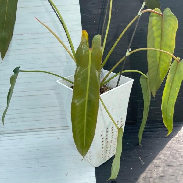 Large Philodendron Spiritus Sancti - 55107 - Image 7