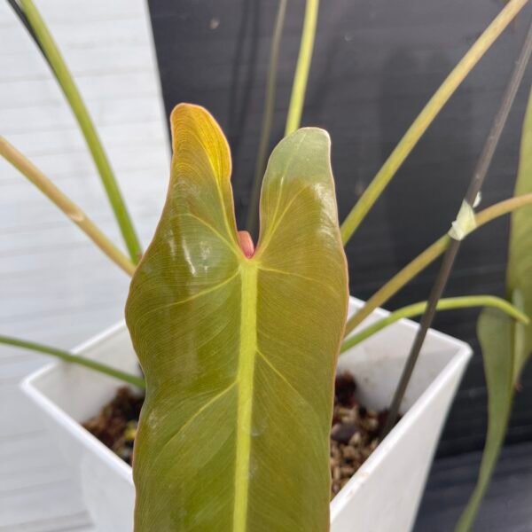 Large Philodendron Spiritus Sancti - 55107 - Image 8