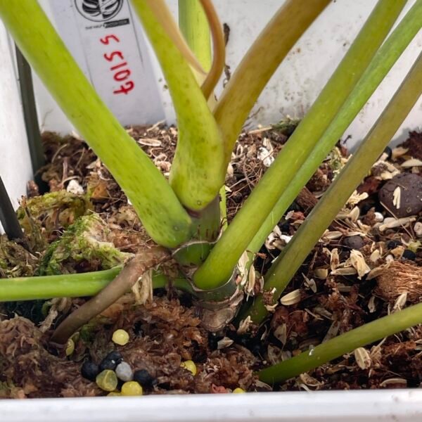 Large Philodendron Spiritus Sancti - 55107 - Image 5