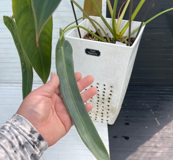 Large Philodendron Spiritus Sancti - 55107 - Image 4