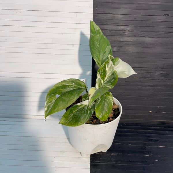Variegated Monstera Lechleriana - Image 2