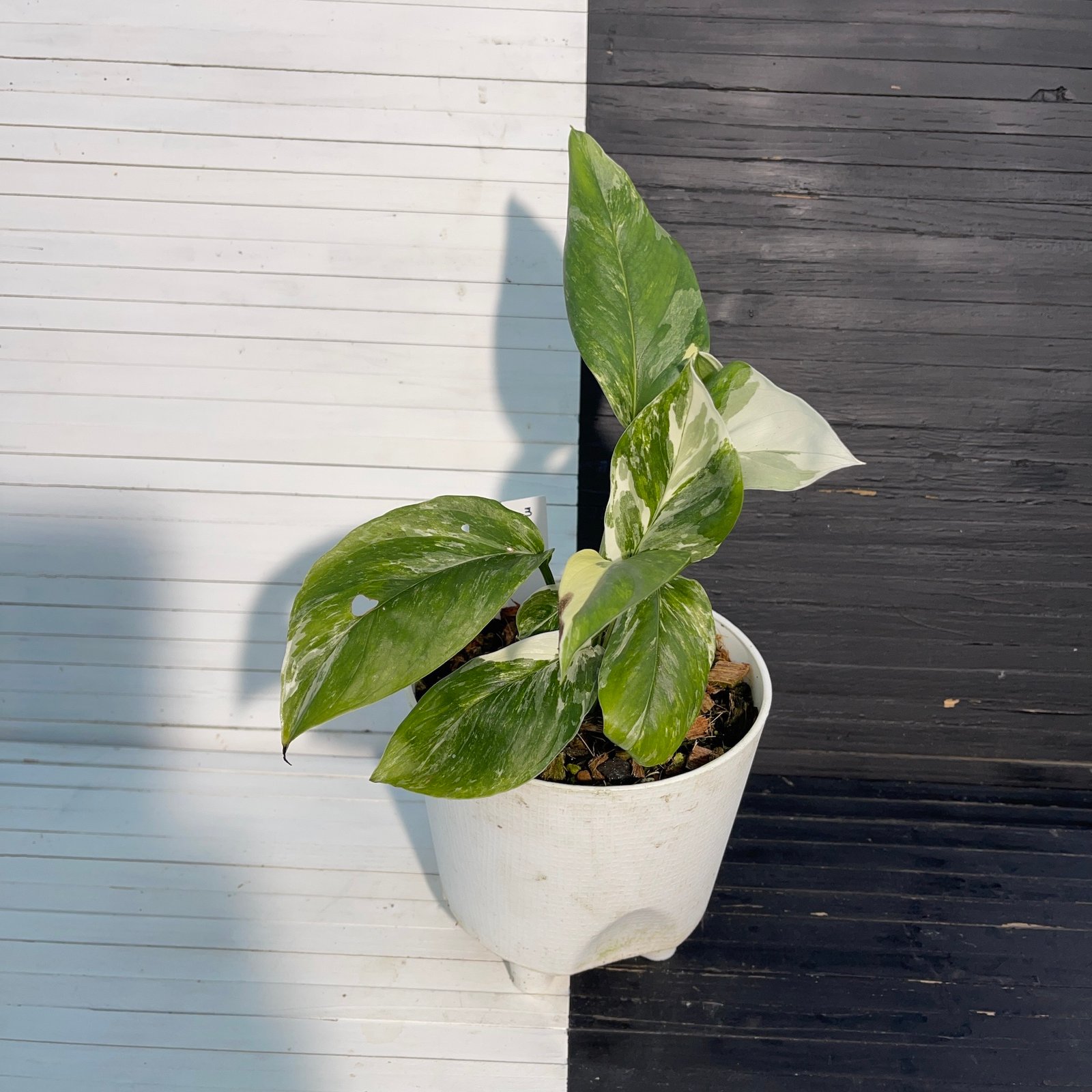 Variegated Monstera Lechleriana