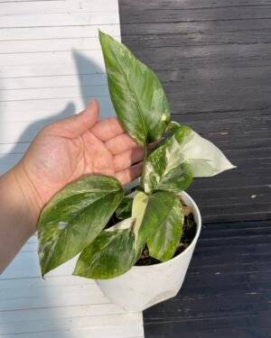 Variegated Monstera Lechleriana