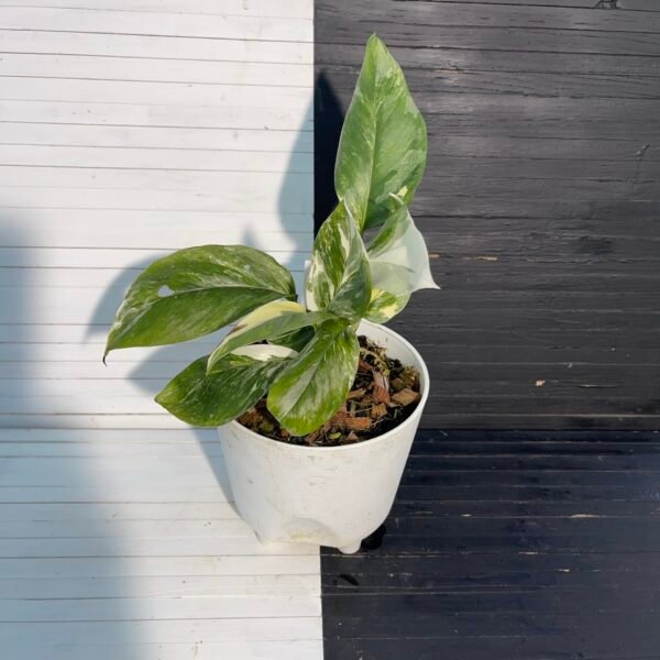 Variegated Monstera Lechleriana - Image 5