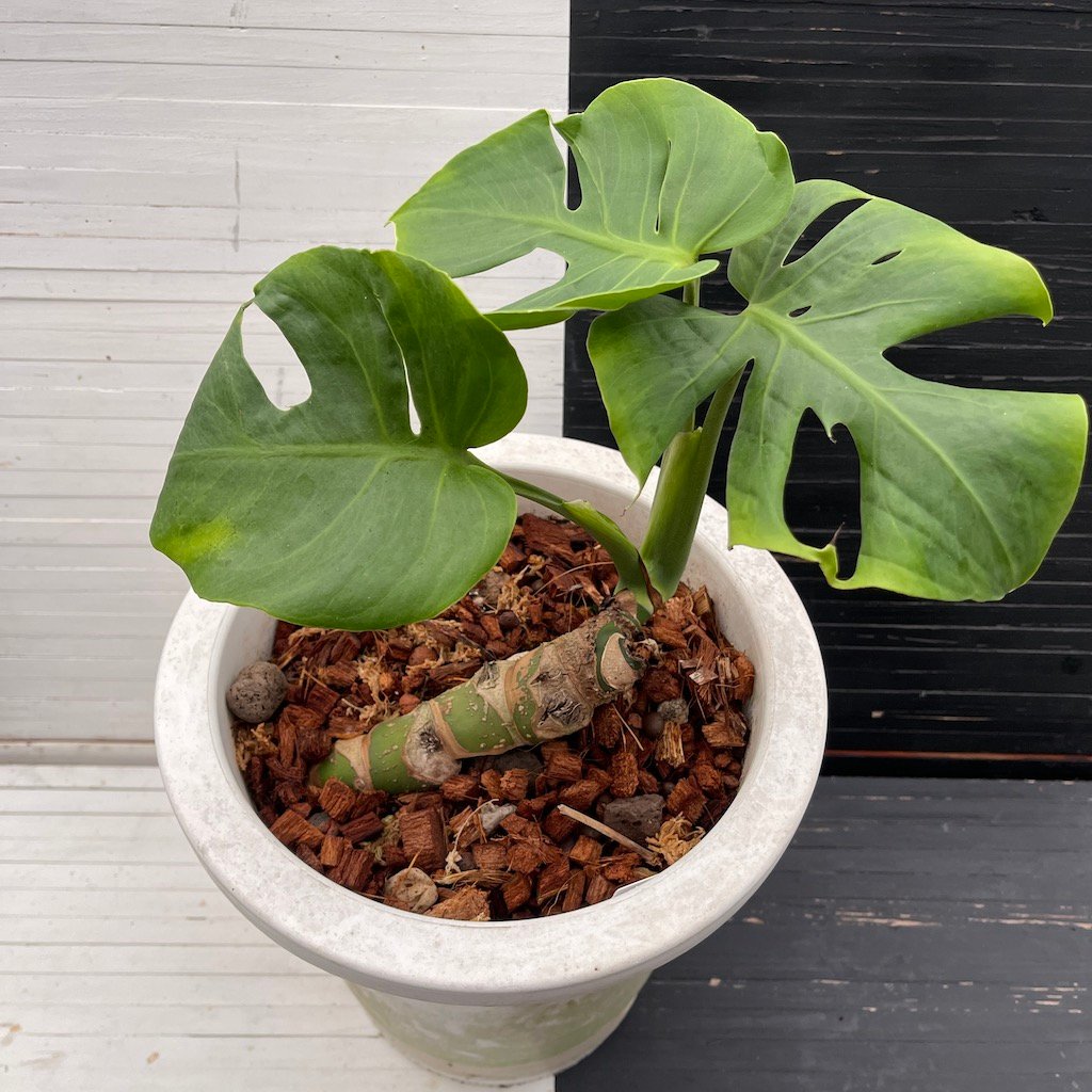 Monstera Deliciosa Compacta Dwarf Monstera