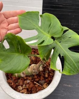 Monstera Deliciosa Compacta Dwarf Monstera