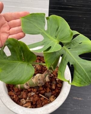 Monstera Deliciosa Compacta Dwarf Monstera