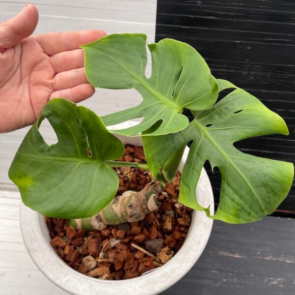 Monstera Deliciosa Compacta Dwarf Monstera