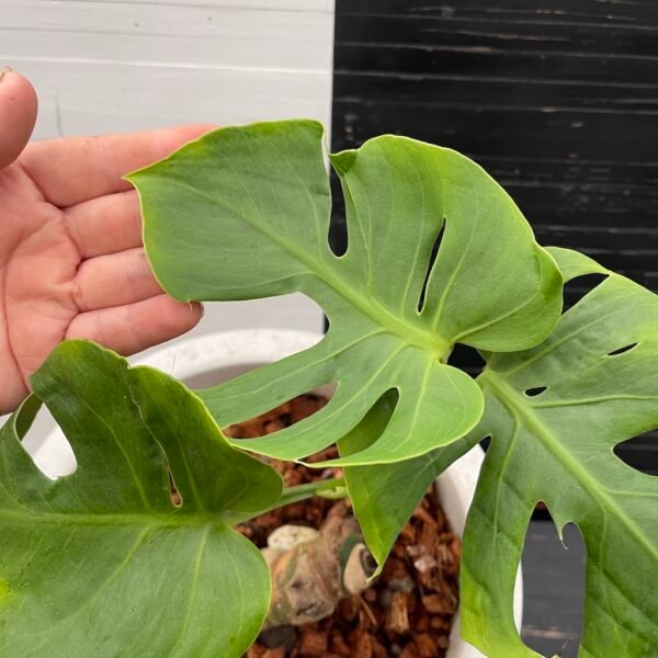 Monstera Deliciosa Compacta Dwarf Monstera - Image 4