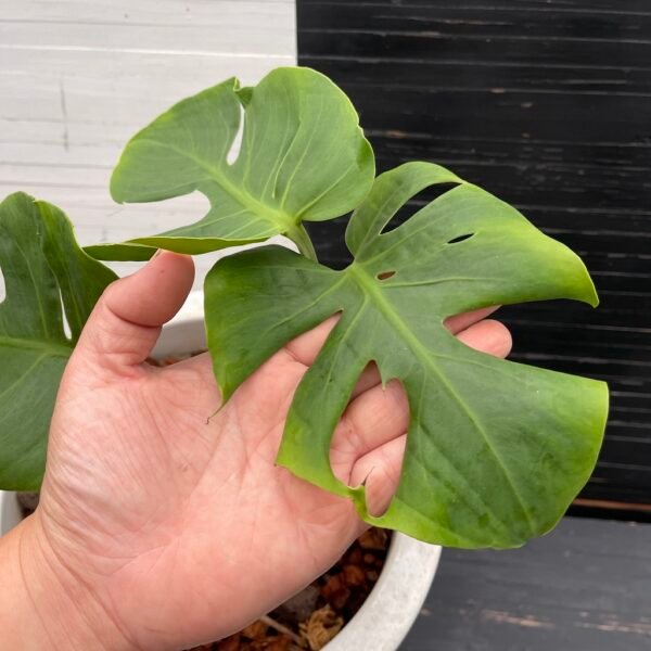 Monstera Deliciosa Compacta Dwarf Monstera - Image 5