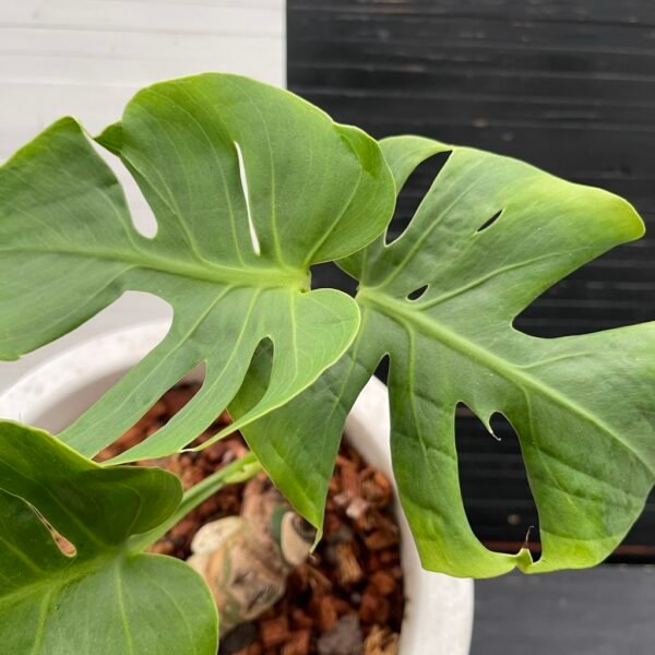Monstera Deliciosa Compacta Dwarf Monstera - Image 8