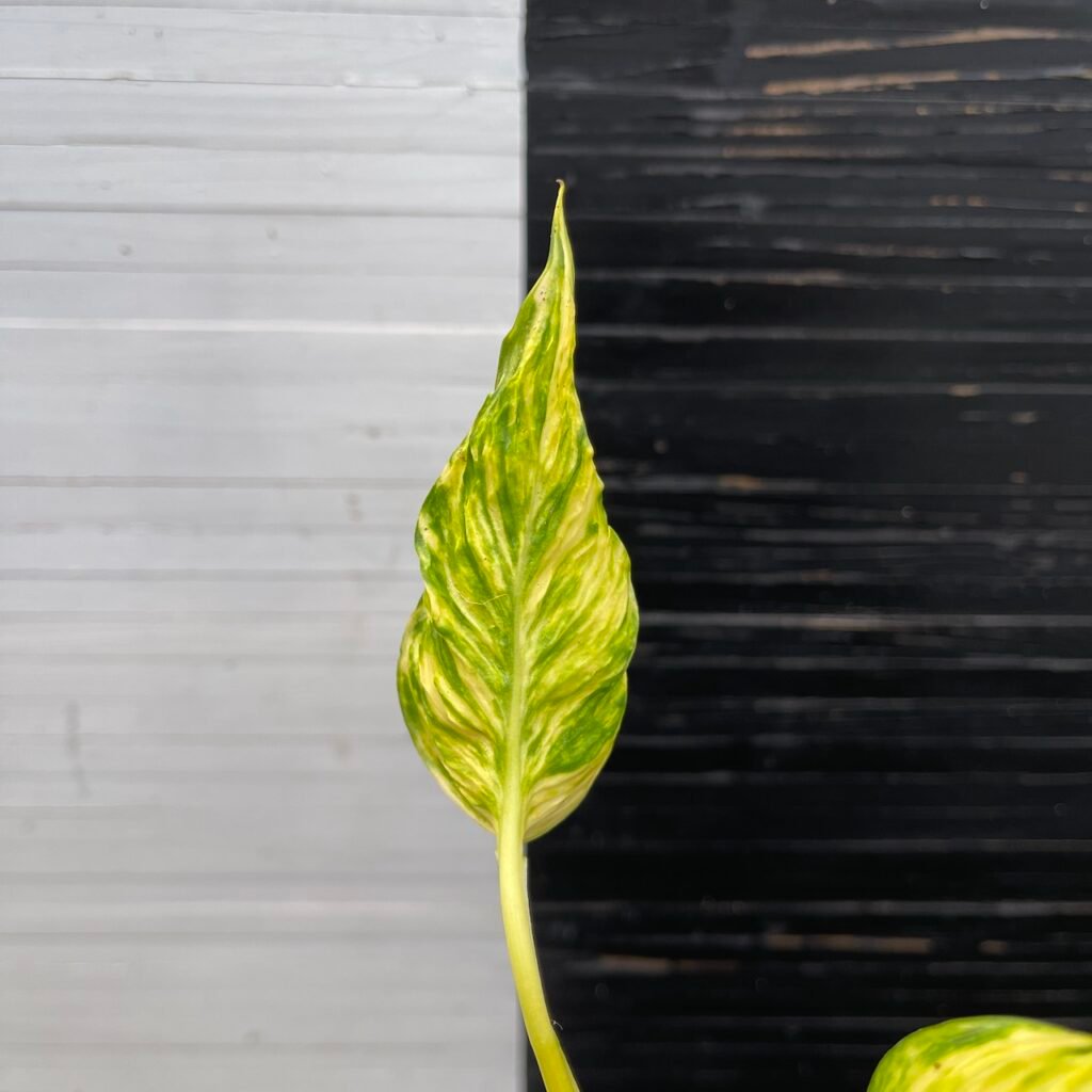 Pothos Teruno Torasan | Terunoworld Series
