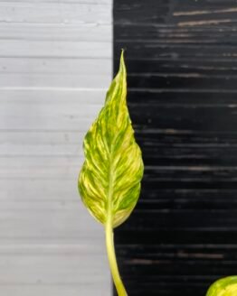 Pothos Teruno Torasan | Terunoworld Series