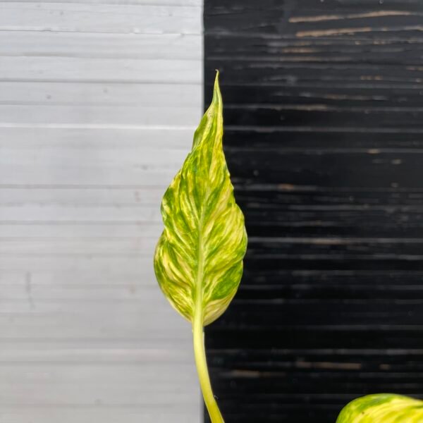 Pothos Teruno Torasan | Terunoworld Series