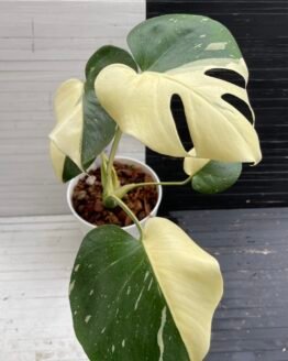 Variegated Monstera Deliciosa Thai Constellation 'Half Moon' - 510320