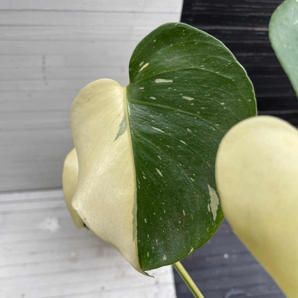 Variegated Monstera Deliciosa Thai Constellation ‘Half Moon’ – 510320