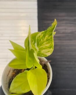 Pothos Teruno #17 Esprit | Terunoworld Series