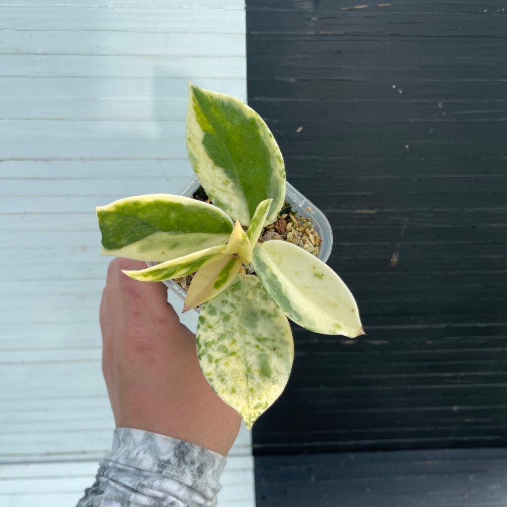 Hoya Carnosa Madara - 5104