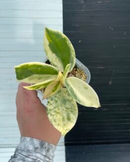 Hoya Carnosa Madara - 5104