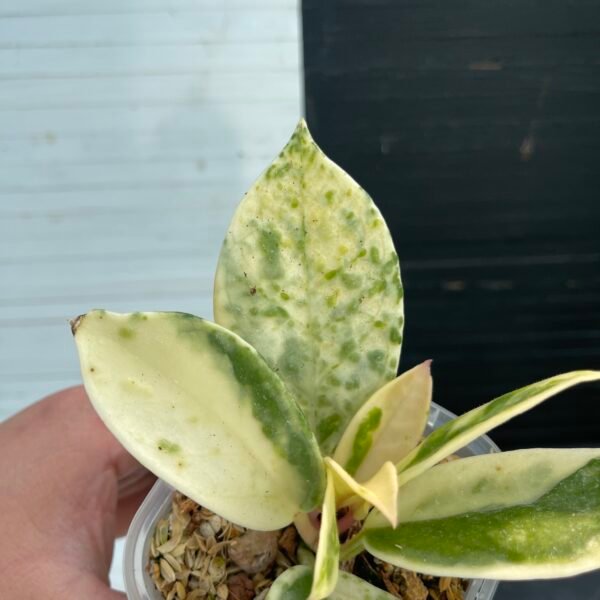 Hoya Carnosa Madara - 5104 - Image 2