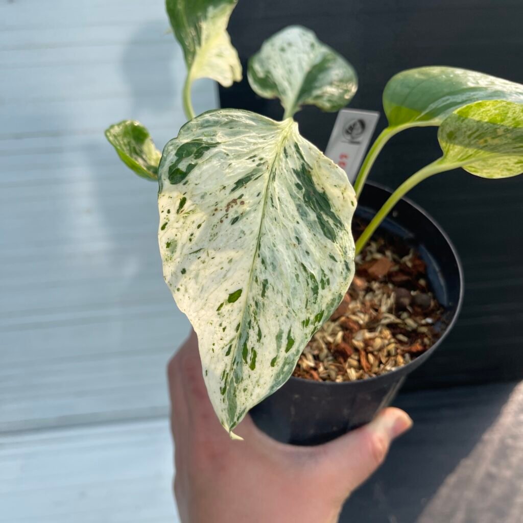 Pothos Teruno Grace - 55144 | Purge Plants
