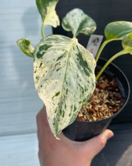 Pothos Teruno Grace - 55144 | Purge Plants