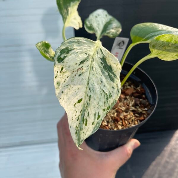 Pothos Teruno Grace - 55144 | Purge Plants