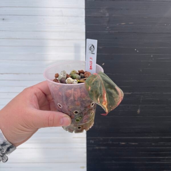 Variegated Philodendron Micans Pink - 55129 | Plant Purge - Image 2