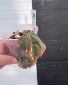 Variegated Philodendron Micans Pink - 55129 | Plant Purge