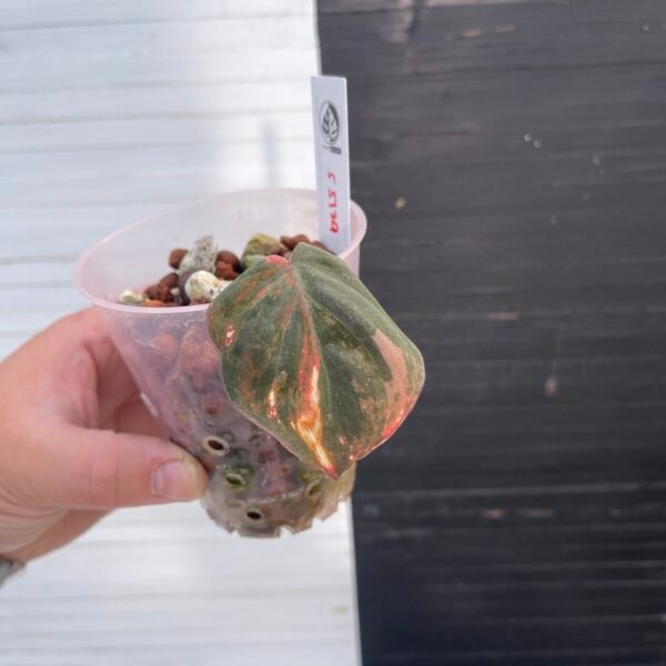 Variegated Philodendron Micans Pink - 55129 | Plant Purge