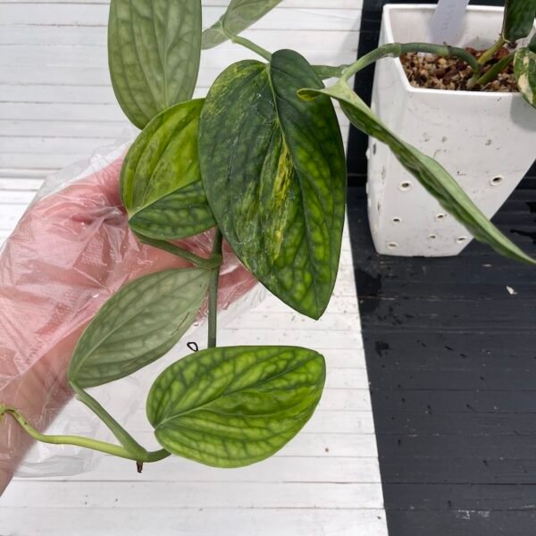 Variegated Monstera Peru - 55502 - Image 2